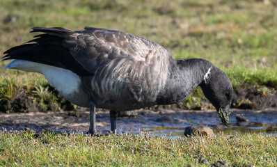 Brent Goose (Branta bernicla) in migrationtime at Ottenby, southern tip of Oland, Sweden.