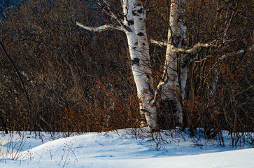 602-72 Birch Trunks