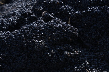  Yirgachefe coffee pre-preparation, washing, pulping during harvesting, Gedo Region, Yirgachefe, Ethiopia