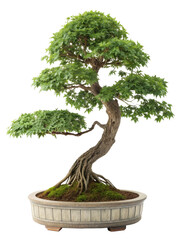 Bonsai isolated on transparent background