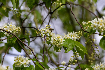 A tree with white flowers and a bee on it
