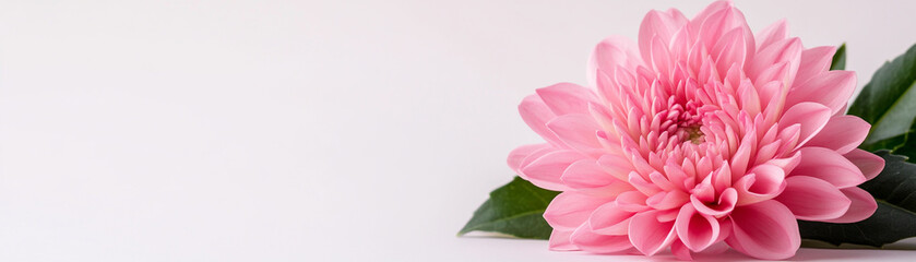 Fototapeta premium Beautiful pink flower with petals arranged elegantly on a soft white background.