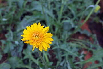 Beautiful yellow gerbera daisy flower growing up in flower farm	