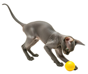 Obraz premium Playful Sphynx Cat with Yellow Ball isolated on white or transparent background, png clipart, design element