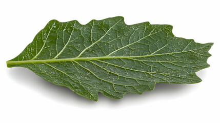 Green Leaf Detailed Illustration