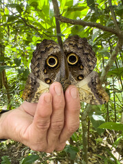 Hand hold brown color butterfly