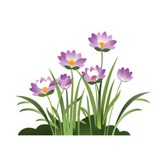 Fototapeta premium pink and white tulips