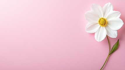 Elegant White Flower on Soft Pink Background for Decor and Design