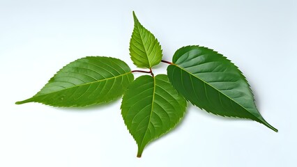 Green leaves isolated on a clean white background showcasing their natural beauty and vibrant color