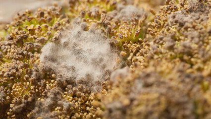 Close-up of mold-covered broccoli florets with visible fungal spores