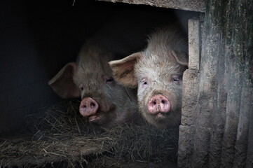 Dirty domestic pigs aka Sus domesticus in the pigsty. Small farm in Czech republic.