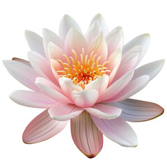 A large, white flower with a yellow center