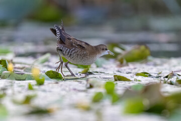 kleines Sumpfhuhn auf Futtersuche in einem Teich mit Wasserpflanzen - aufgenommen aus dem floating hide