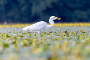 Silberreiher in einem See mit blühenden Wasserpflanzen verschluckt gerade einen Fisch - aufgenommen aus dem floating hide