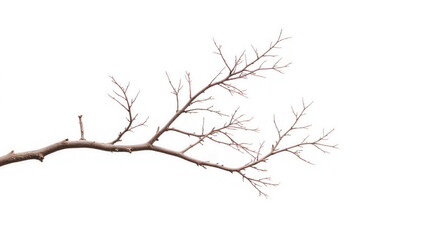 dead tree isolated