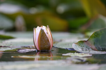 Seerosenknospe in einem Teich