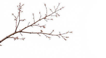 cherry tree branch
