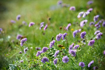 Violet flowers in a garden
