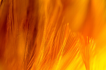 Brown macro feather texture,orange feather pigeon macro photo. texture or background