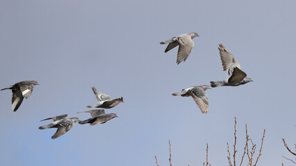 Flock of pigeons inflight against blue winter sky. 
