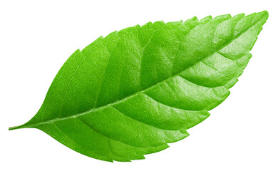 Obraz premium Nut leaf isolated. leaves top view with clipping path