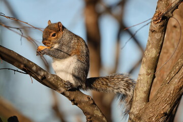 Squirrel cute, crunched eating peanut in tree against blue blurry sky. 