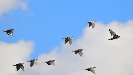 Flock of pigeons inflight against blue winter sky. 