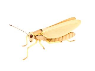 cockroach on white