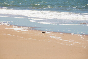 Fototapeta premium Lonely bird on the beach