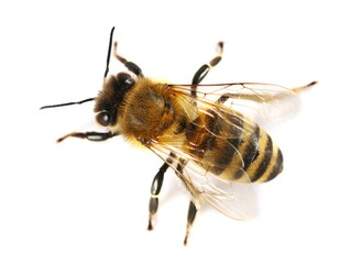 Honeybee isolated on white background, top view	