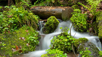 Picturesque Forest Waterfall: Cascading Waters Over Moss-Covered Rocks and Fallen Tree Trunks Amidst Lush Greenery, Showcasing the Tranquil Natural Beauty of a Vibrant Woodland Scene