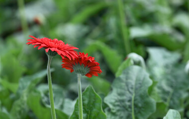 Beautiful Red gerbera daisy flower growing up in flower farm	
