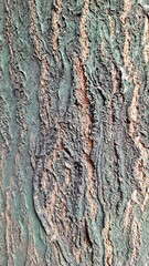 A close-up of a tree showing the rough texture of its trunk, which is green in color.
