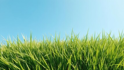Fototapeta premium Vibrant green grass tuft against a clear azure sky, tranquil, ecology, green