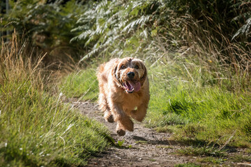 Fototapeta premium Two Fauve de Bretagne Red Wheaton dogs in Windsor Great Park on a fast run
