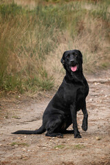 Black Labrador dog in the fields and forest in the summer
