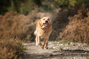 Golden Retriever dog having fun in the fields and forest in the summer on a run