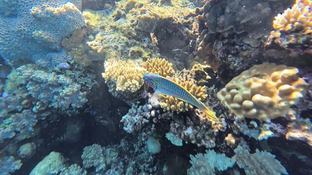 Parrotfish feeds on corals on tropical reef in Coral Bay