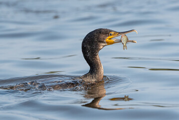 Cormorant with catch