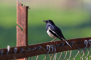 Oriental magpie robin male.The Oriental magpie-robin is a small passerine bird.