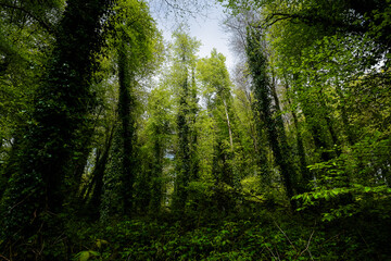 Fototapeta premium Lush green forest with towering trees and abundant foliage under a cloudy sky.