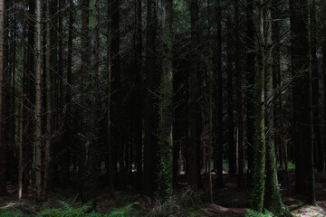 A tranquil forest of towering trees creates a peaceful atmosphere. Sunlight filters through the leaves, highlighting the lush greenery.