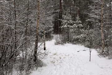 Forest