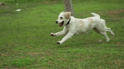 Slow-motion video of a golden retriever dog joyfully jumping to catch a stick in a grassy park, surrounded by trees. A perfect display of energy and playfulness