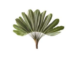 Green ravenala madagascariensis tree on transparent background.
