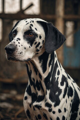 Sad dog in the shelter. Photo for social campaigns and advertising of animal shelters
