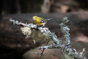 Pine Warbler