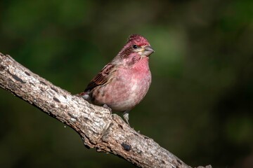 Purple Finch