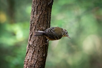 Pine Warbler