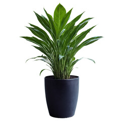 decorative big plant in a pot isolated on transparent background